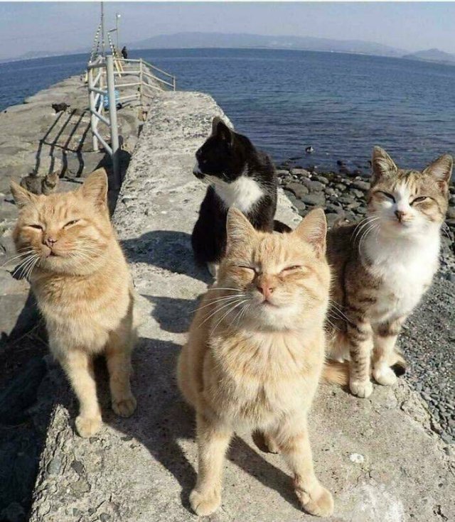 Funny Cats (48 pics)