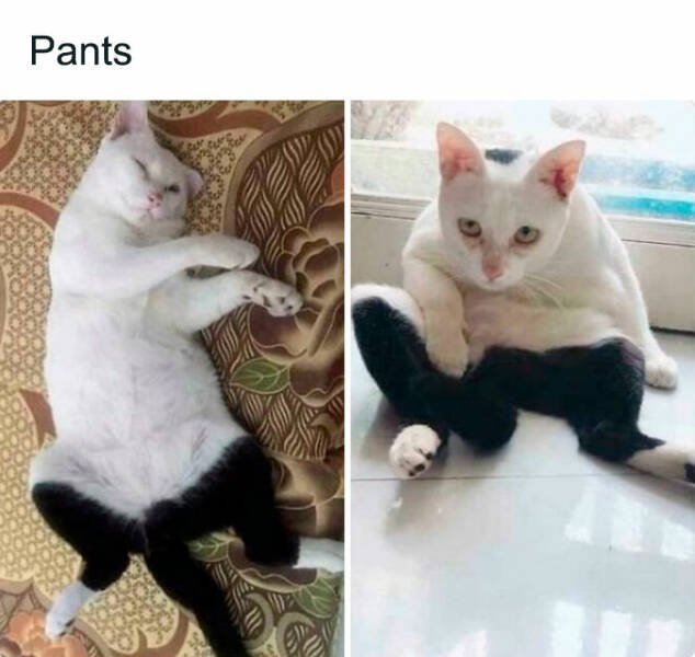 Funny Cats (48 pics)