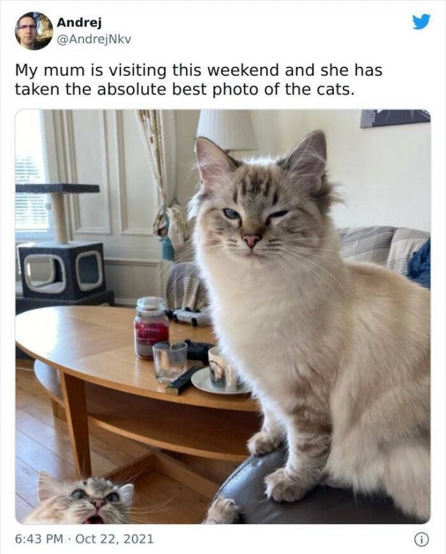 Funny Cats (48 pics)