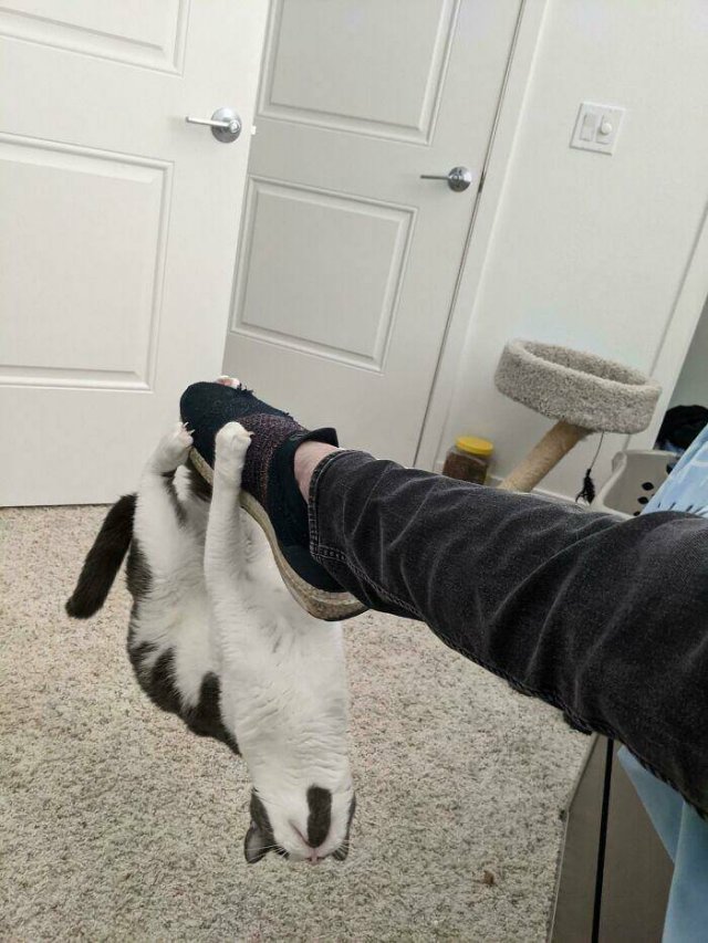 Funny Cats (48 pics)