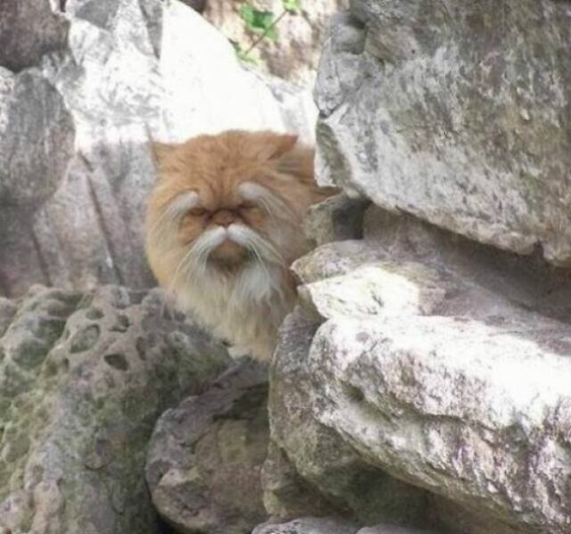 Funny Cats (48 pics)