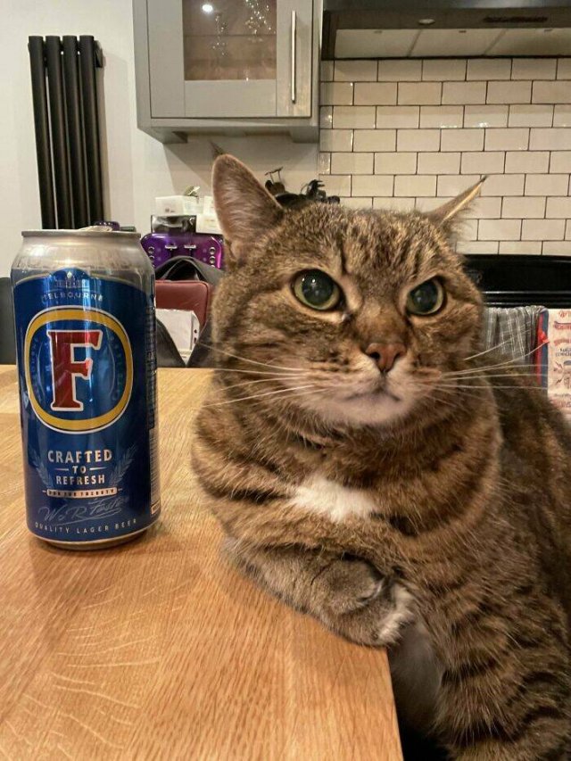 Funny Cats (48 pics)