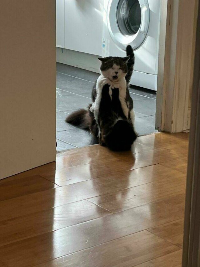 Funny Cats (48 pics)