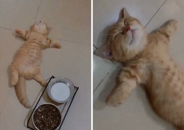 Funny Cats (48 pics)