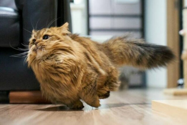 Funny Cats (48 pics)