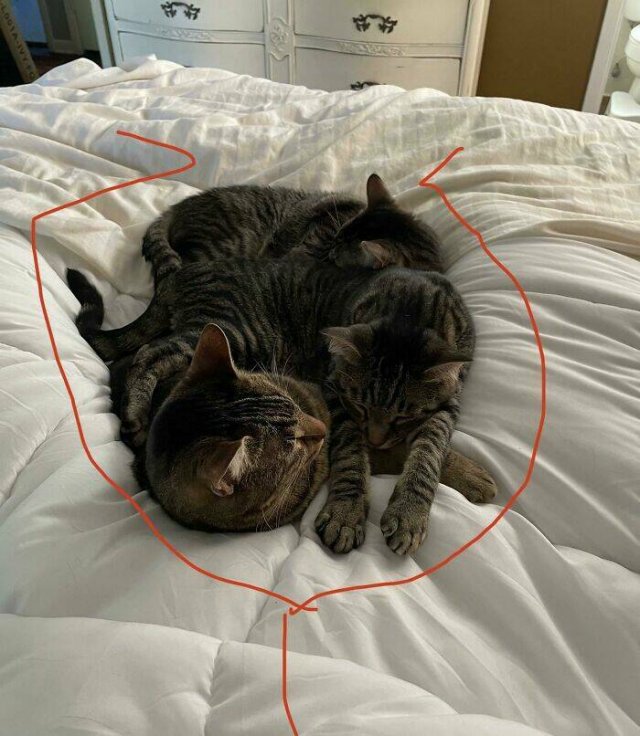 Funny Cats (48 pics)