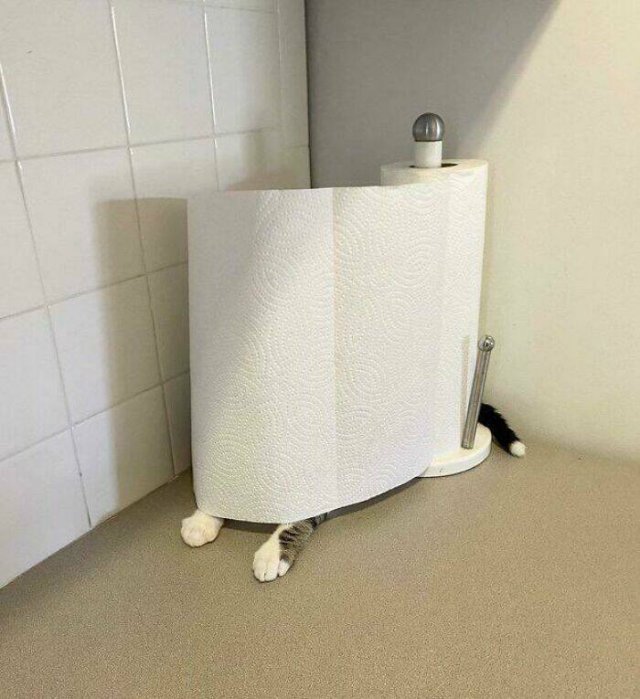 Funny Cats (48 pics)
