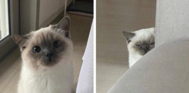 Funny Cats (48 pics)