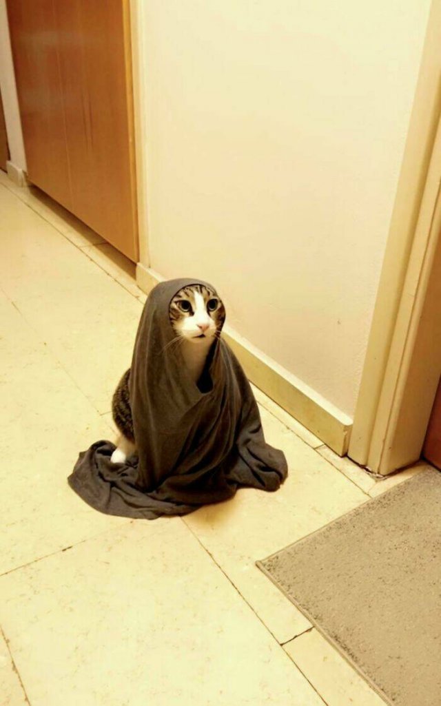 Funny Cats (48 pics)