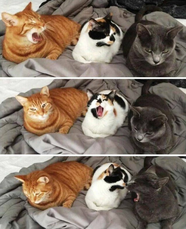 Funny Cats (48 pics)