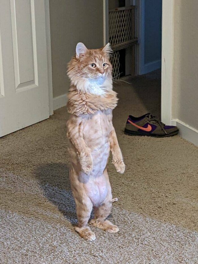 Funny Cats (48 pics)