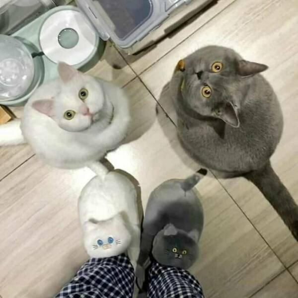 Funny Cats (48 pics)