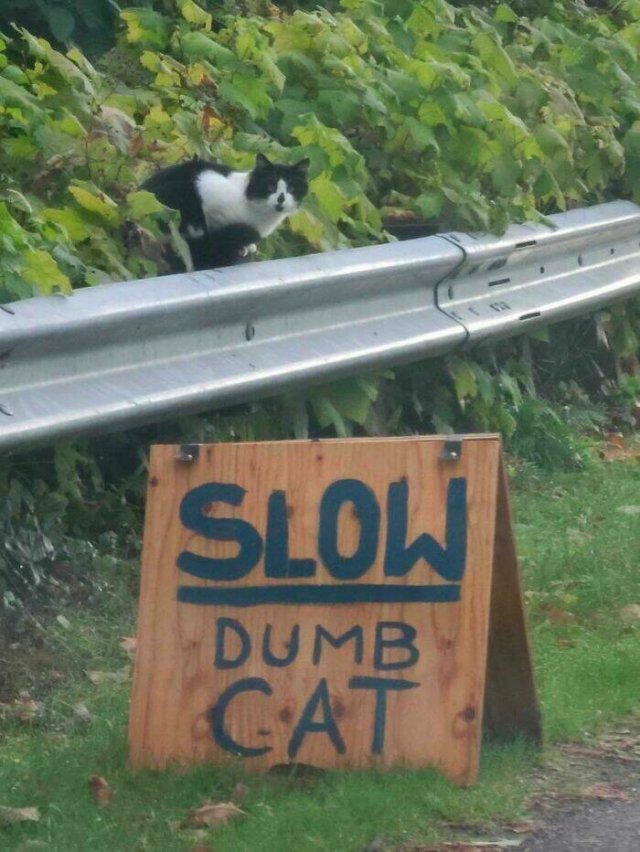 Funny Cats (48 pics)