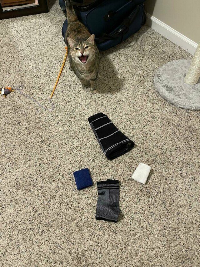 Funny Cats (48 pics)