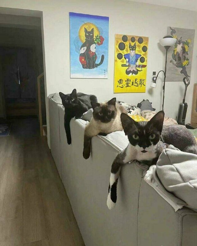 Funny Cats (48 pics)