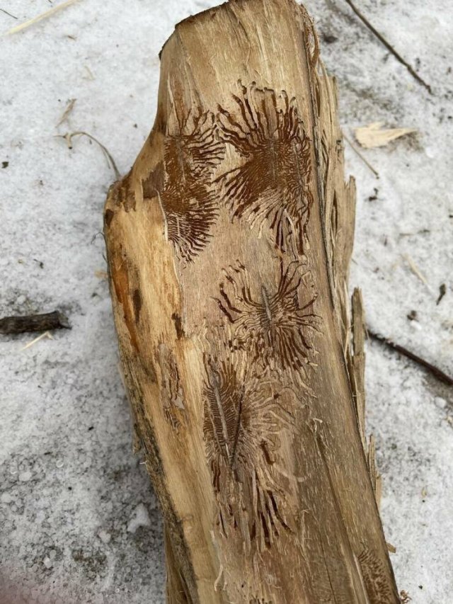 Interesting Finds (36 pics)