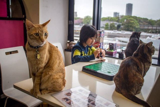 Unusual Photos From Japan (40 pics)