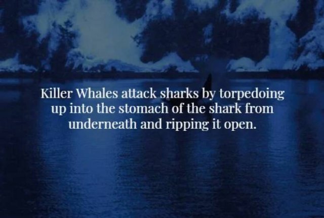 Creepy Facts (33 pics)