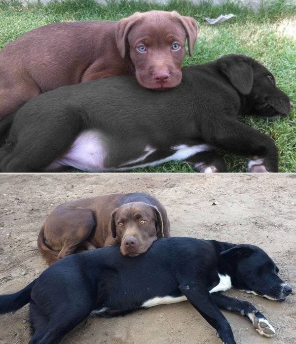 Animals Grow Very Fast (54 pics)