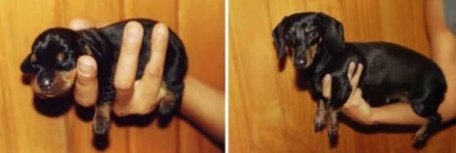 Animals Grow Very Fast (54 pics)