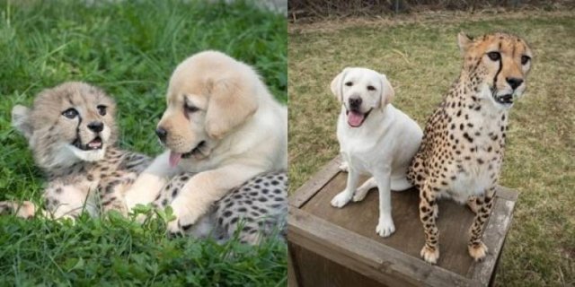 Animals Grow Very Fast (54 pics)