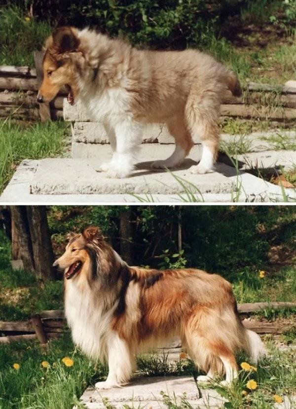 Animals Grow Very Fast (54 pics)