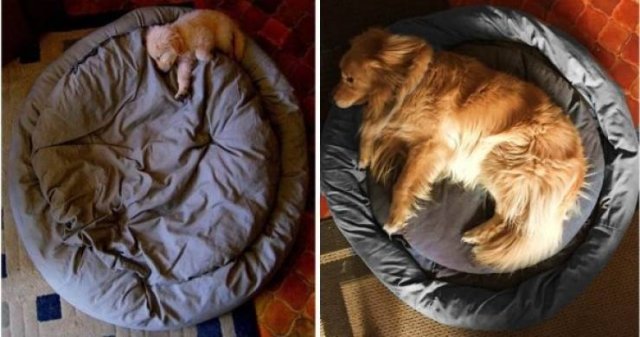 Animals Grow Very Fast (54 pics)