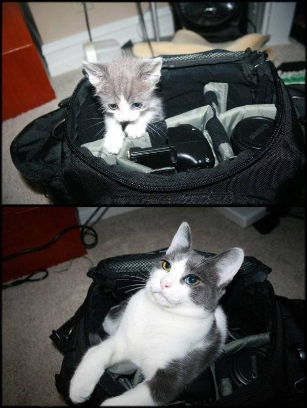 Animals Grow Very Fast (54 pics)