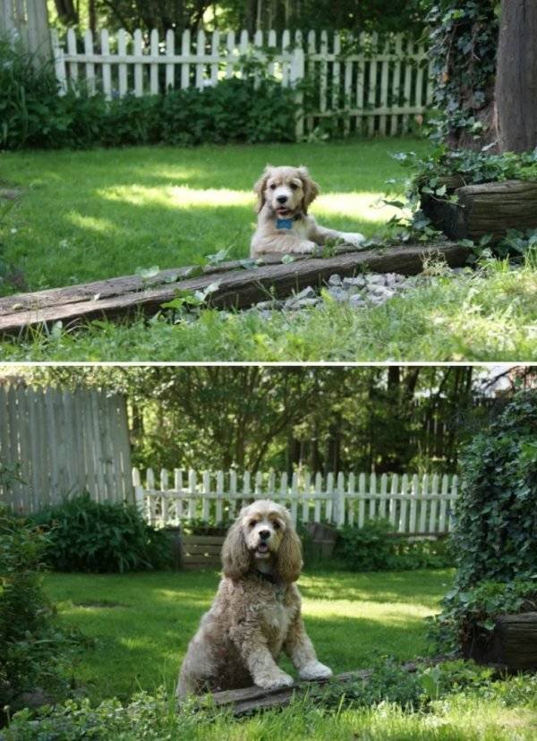 Animals Grow Very Fast (54 pics)