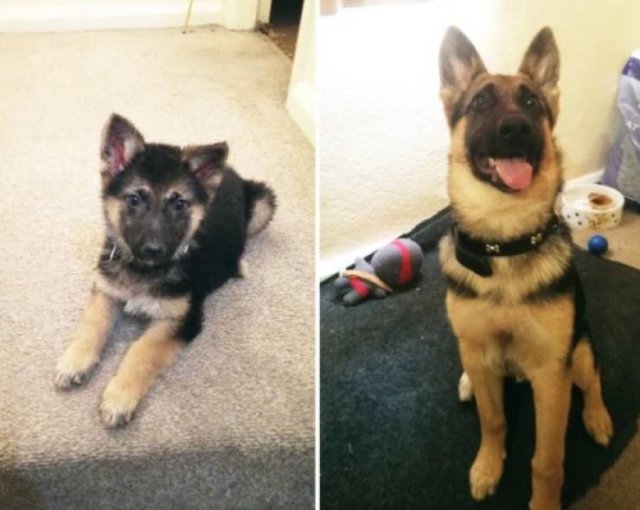 Animals Grow Very Fast (54 pics)