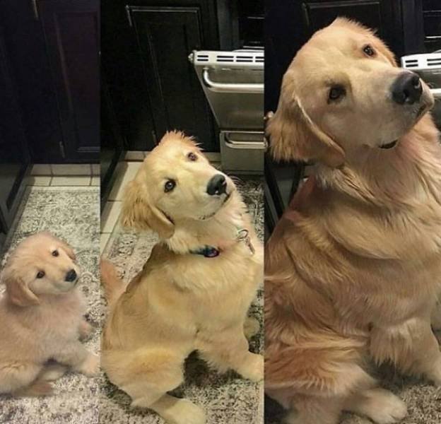 Animals Grow Very Fast (54 pics)