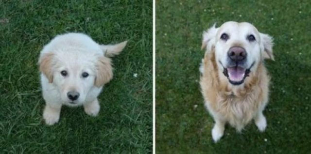 Animals Grow Very Fast (54 pics)