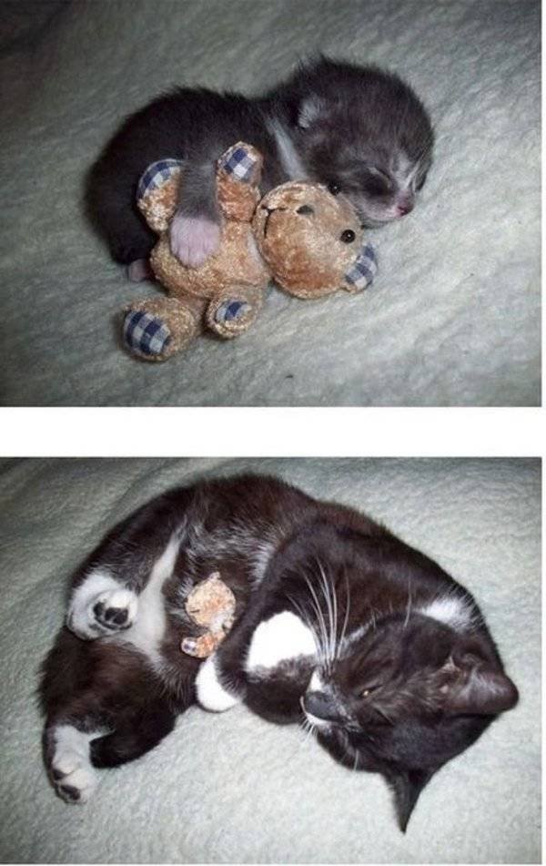 Animals Grow Very Fast (54 pics)