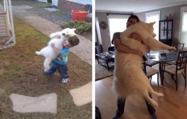 Animals Grow Very Fast (54 pics)