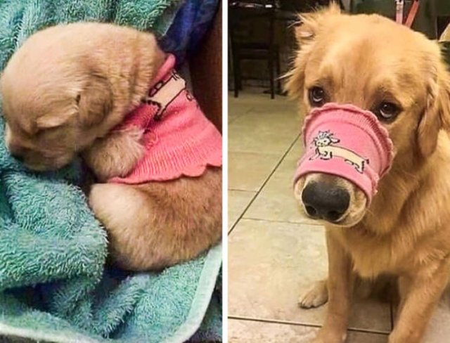Animals Grow Very Fast (54 pics)