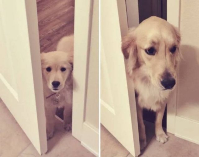 Animals Grow Very Fast (54 pics)