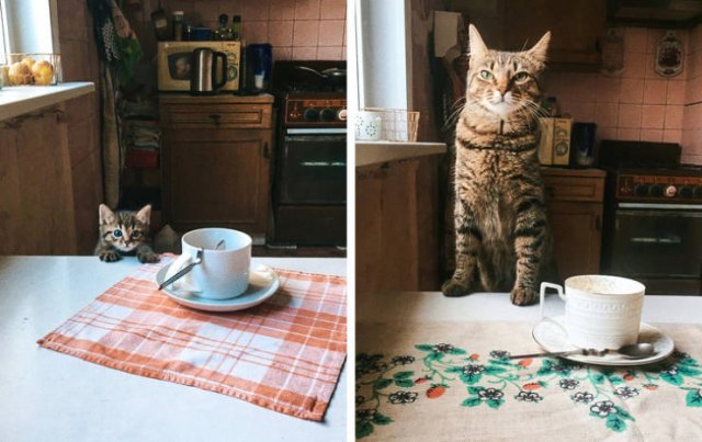 Animals Grow Very Fast (54 pics)