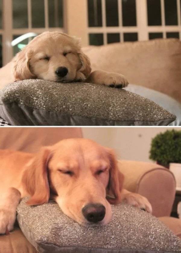 Animals Grow Very Fast (54 pics)