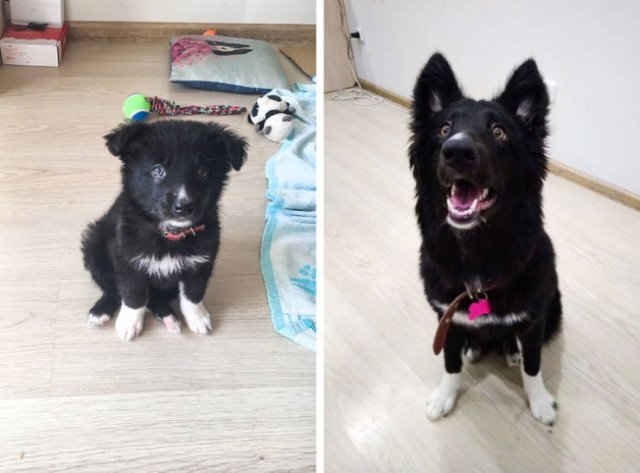 Animals Grow Very Fast (54 pics)