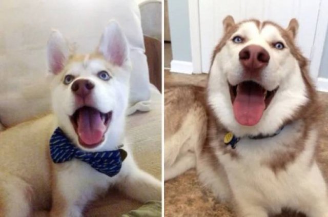 Animals Grow Very Fast (54 pics)
