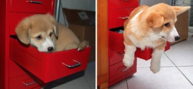 Animals Grow Very Fast (54 pics)