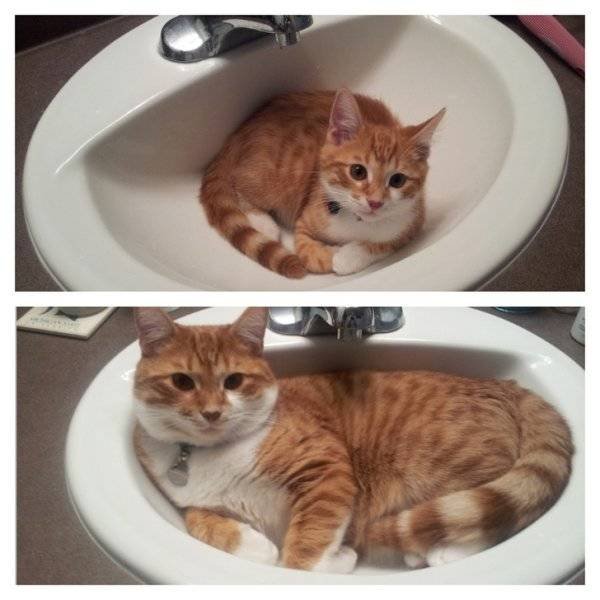 Animals Grow Very Fast (54 pics)