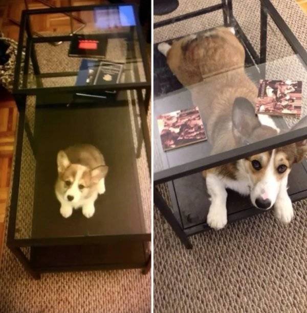 Animals Grow Very Fast (54 pics)