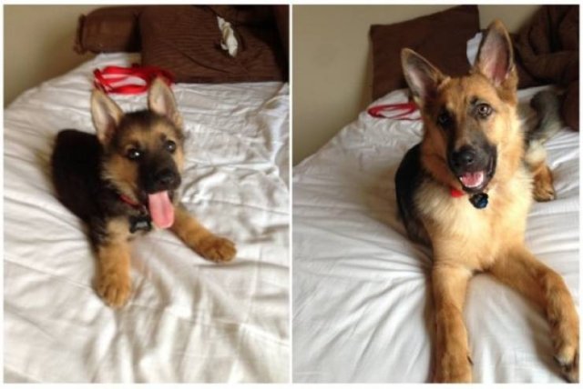 Animals Grow Very Fast (54 pics)