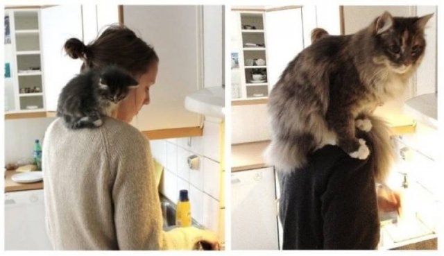 Animals Grow Very Fast (54 pics)