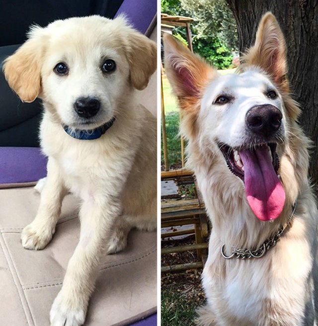 Animals Grow Very Fast (54 pics)