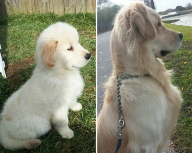 Animals Grow Very Fast (54 pics)