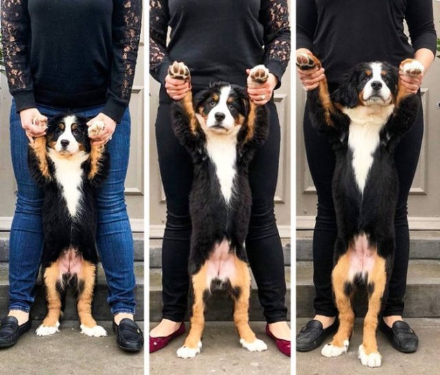Animals Grow Very Fast (54 pics)