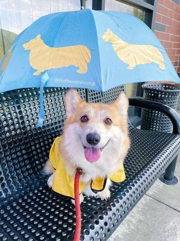 Funny Animals (61 pics)