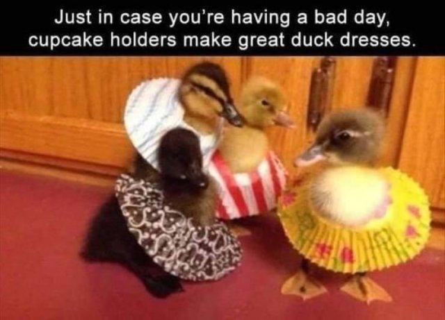 Funny Animals (61 pics)